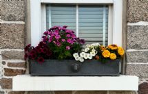 Classic Lion Window Box