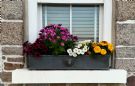 Classic Lion Window Box